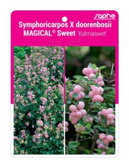 Symphoricarpos X doorenbosii MAGICAL® Sweet ‘Kolmaswet’