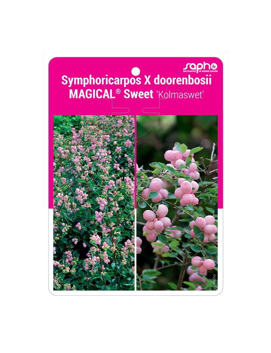 Symphoricarpos X doorenbosii MAGICAL® Sweet ‘Kolmaswet’