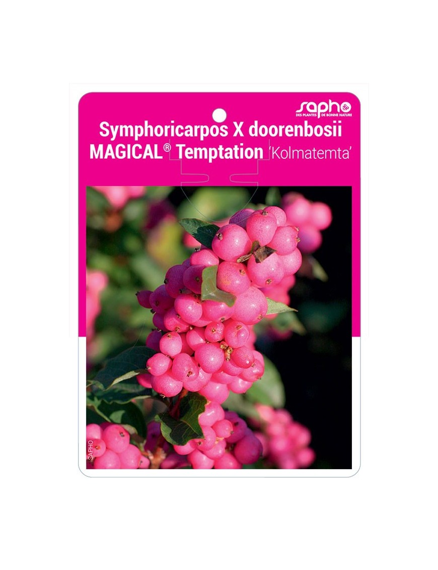 Symphoricarpos X doorenbosii MAGICAL® Temptation ‘Kolmatemta’