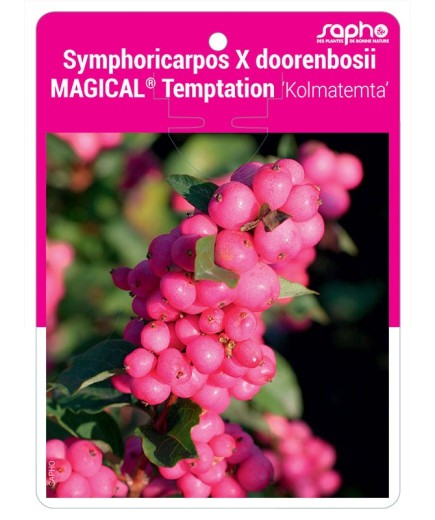 Symphoricarpos X doorenbosii MAGICAL® Temptation ‘Kolmatemta’