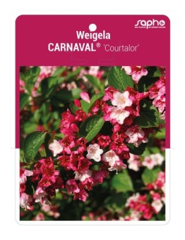 Weigela CARNAVAL® ‘Courtalor’