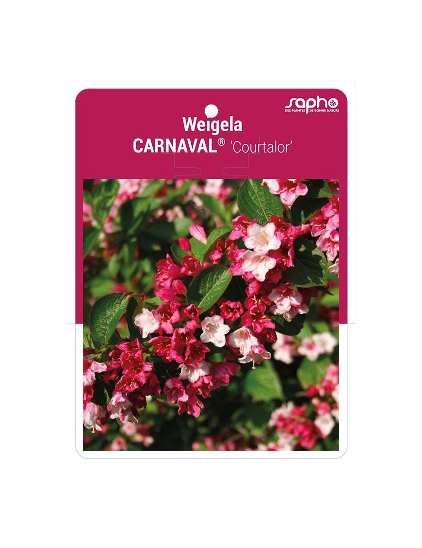 Weigela CARNAVAL® ‘Courtalor’