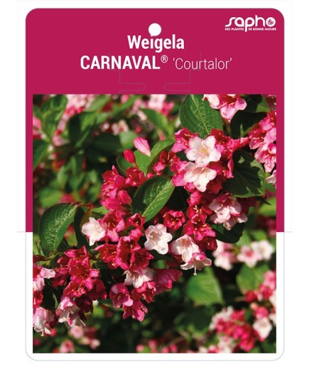 Weigela CARNAVAL® ‘Courtalor’