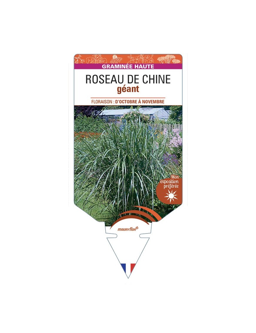 MISCANTHUS giganteus voir Roseau de Chine