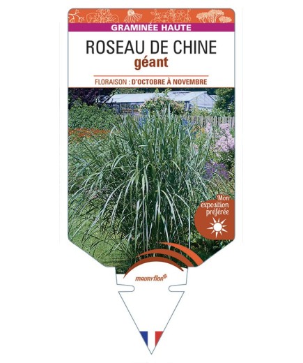 MISCANTHUS giganteus voir Roseau de Chine