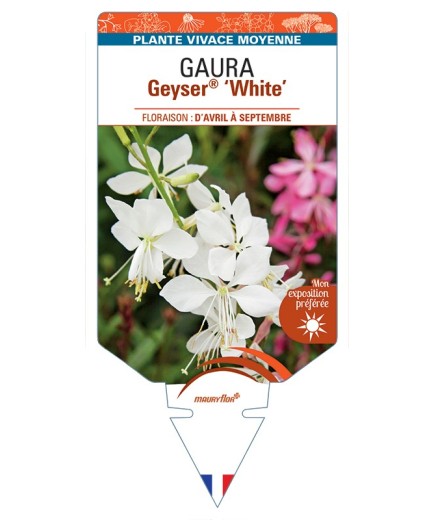 GAURA (lindheimeri) Geuser® White