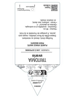 TRITOMA uvaria voir Tison de Satan