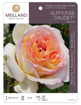 Rosier à grandes fleurs ALPHONSE DAUDET ® Meirouve