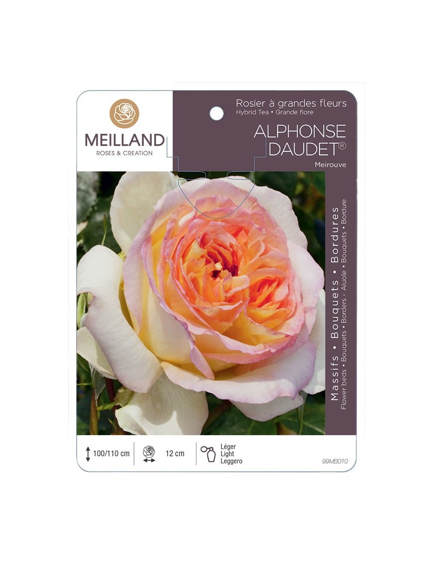 Rosier à grandes fleurs ALPHONSE DAUDET ® Meirouve