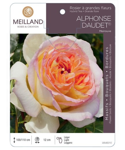 Rosier à grandes fleurs ALPHONSE DAUDET ® Meirouve