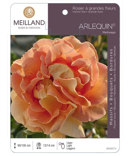 Rosier à grandes fleurs ARLEQUIN ® Meihyago