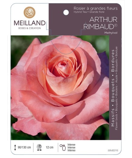 Rosier à grandes fleurs ARTHUR RIMBAUD ® Meihylvol
