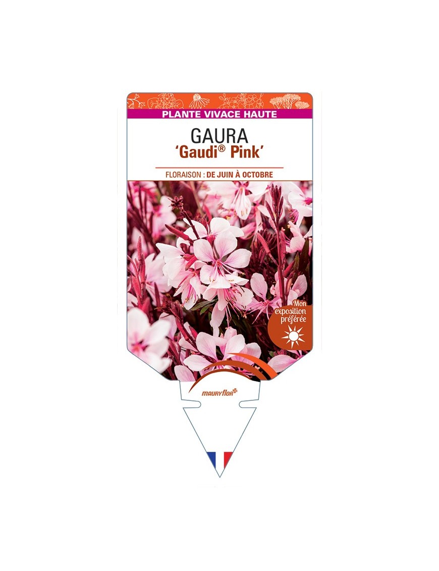 GAURA lindheimeri Gaudi® Pink