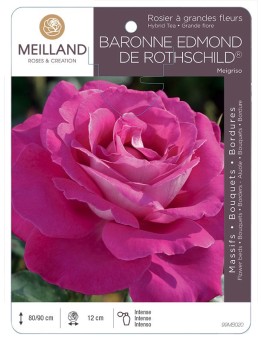 Rosier à grandes fleurs BARONNE EDMOND DE ROTHSCHILD ® Meigriso