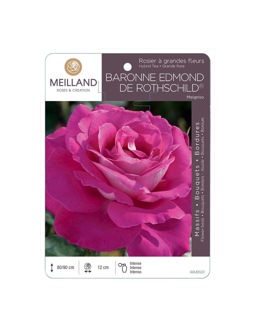 Rosier à grandes fleurs BARONNE EDMOND DE ROTHSCHILD ® Meigriso