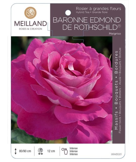 Rosier à grandes fleurs BARONNE EDMOND DE ROTHSCHILD ® Meigriso