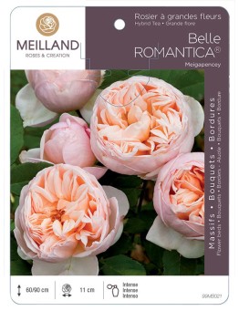 Rosier à grandes fleurs BELLE ROMANTICA ® Meigapencey