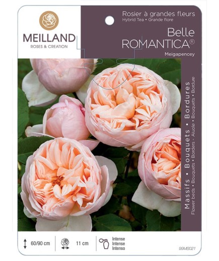 Rosier à grandes fleurs BELLE ROMANTICA ® Meigapencey