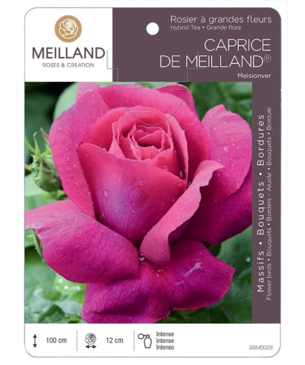 Rosier à grandes fleurs CAPRICE DE MEILLAND ® Meisionver