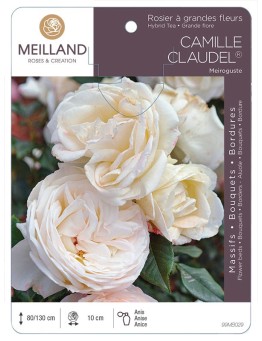 Rosier à grandes fleurs CAMILLE CLAUDEL ® Meiroguste