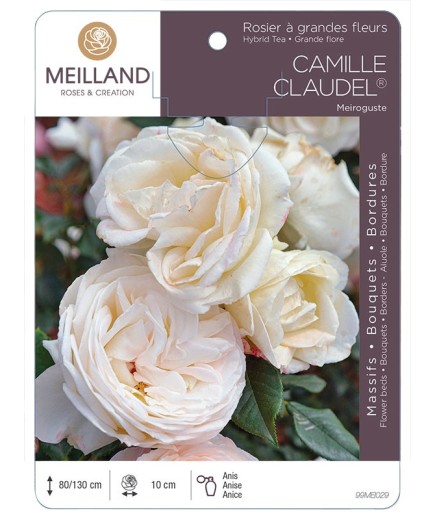 Rosier à grandes fleurs CAMILLE CLAUDEL ® Meiroguste