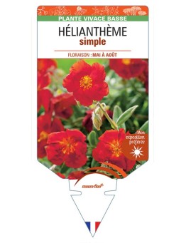 HELIANTHÈME SIMPLE (rouge) *