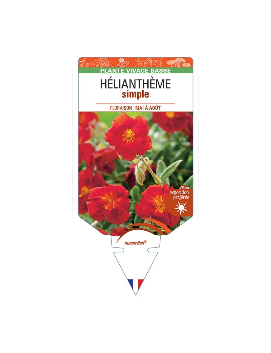 HELIANTHÈME SIMPLE (rouge) *