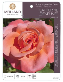 Rosier à grandes fleurs CATHERINE DENEUVE ® Meipraserpi