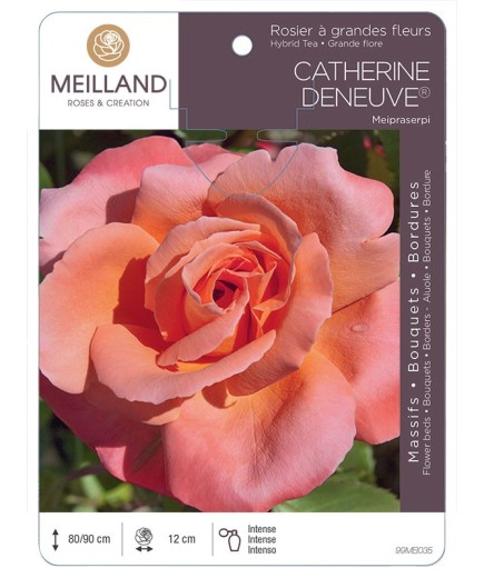 Rosier à grandes fleurs CATHERINE DENEUVE ® Meipraserpi