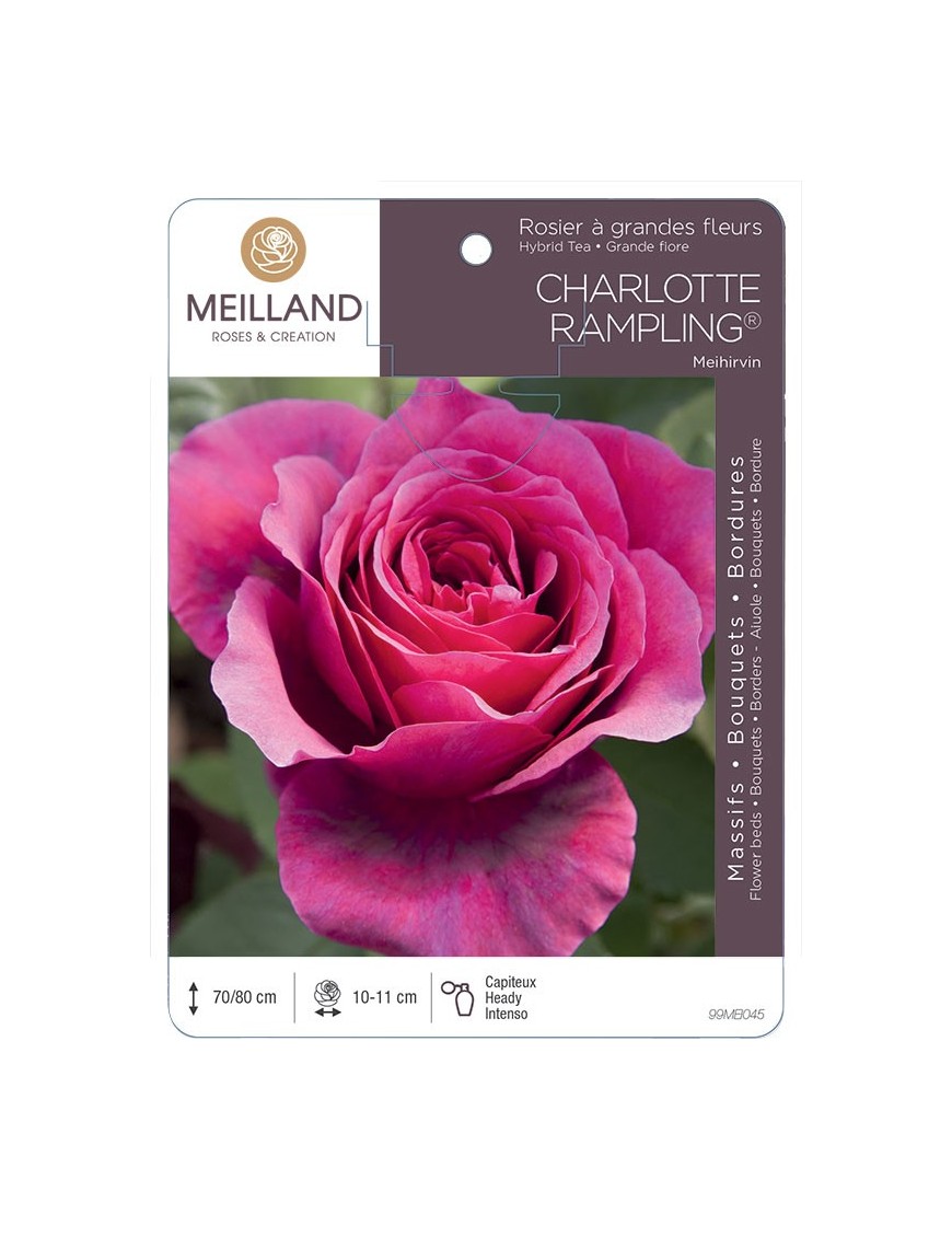 Rosier à grandes fleurs CHARLOTTE RAMPLING ® Meihirvin