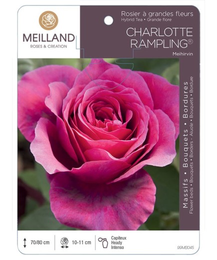 Rosier à grandes fleurs CHARLOTTE RAMPLING ® Meihirvin