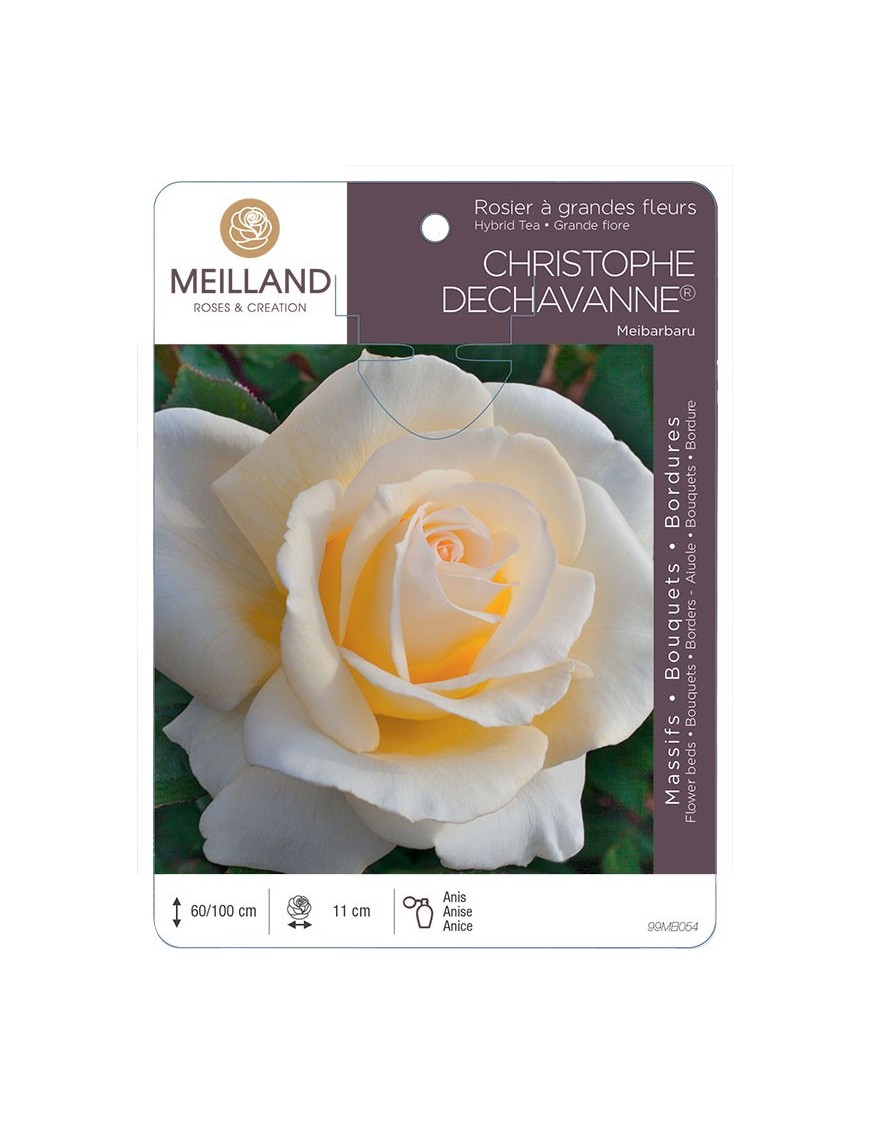 Rosier à grandes fleurs CHRISTOPHE DECHAVANNES ® Meibarbaru