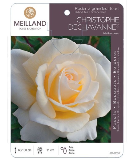 Rosier à grandes fleurs CHRISTOPHE DECHAVANNES ® Meibarbaru