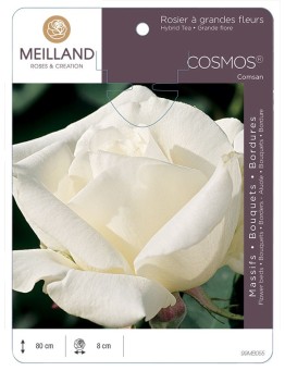 Rosier à grandes fleurs COSMOS ® Comsan