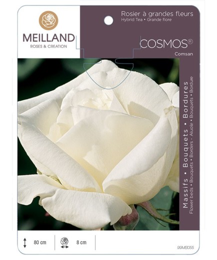 Rosier à grandes fleurs COSMOS ® Comsan