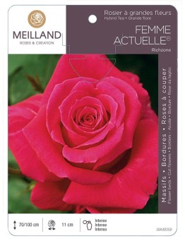 Rosier à grandes fleurs FEMME ACTUELLE ® Richzone *