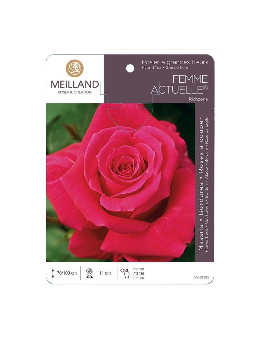 Rosier à grandes fleurs FEMME ACTUELLE ® Richzone *