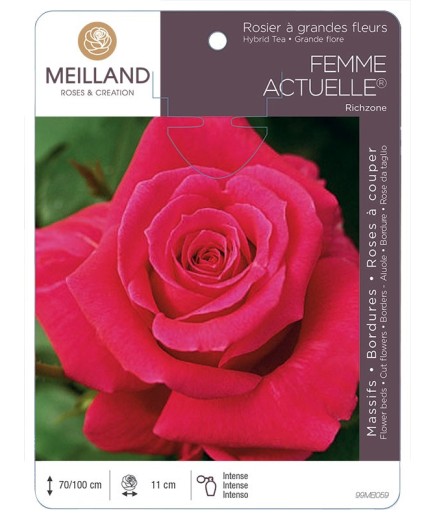 Rosier à grandes fleurs FEMME ACTUELLE ® Richzone *
