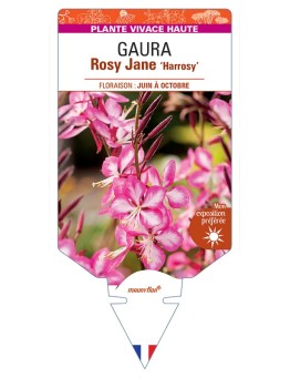GAURA lindheimeri Rosy Jane Harrosy