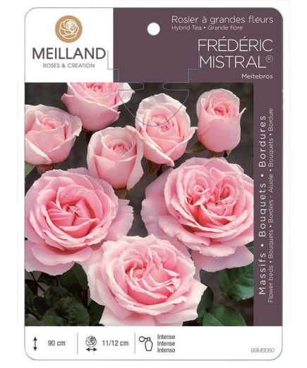 Rosier à grandes fleurs FRÉDÉRIC MISTRAL ® Meitebros