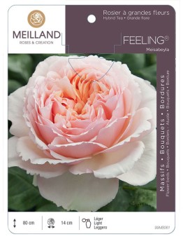 Rosier à grandes fleurs FEELING ® Meisabeyla
