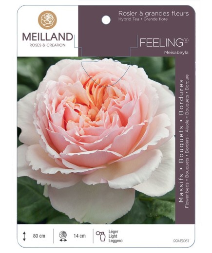 Rosier à grandes fleurs FEELING ® Meisabeyla