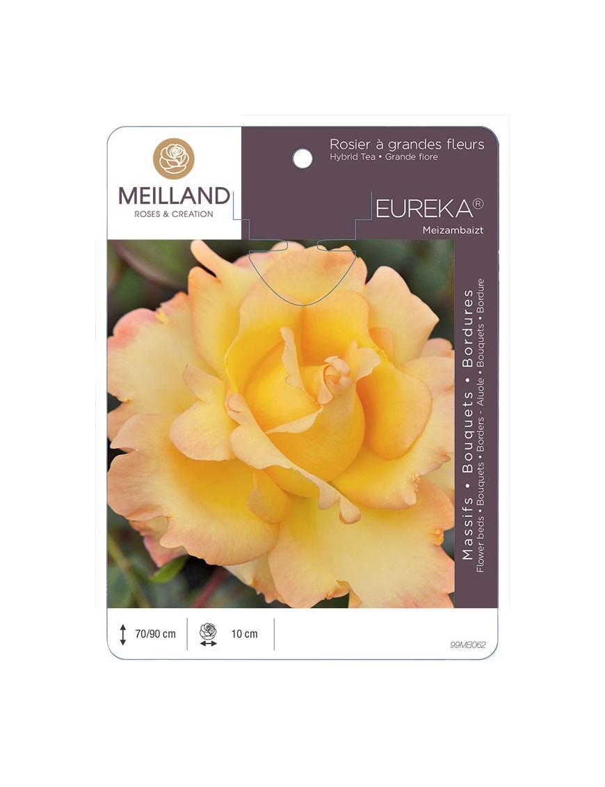 Rosier à grandes fleurs EUREKA ® Meizambaizt