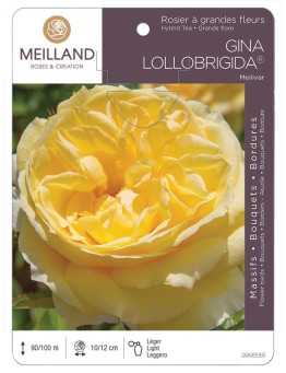 Rosier à grandes fleurs GINA LOLLOBRIGIDA ® Meilivar