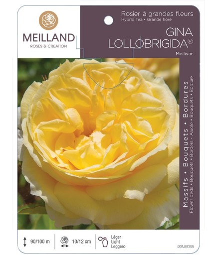 Rosier à grandes fleurs GINA LOLLOBRIGIDA ® Meilivar