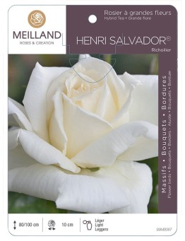 Rosier à grandes fleurs HENRI SALVADOR ® Richoilier