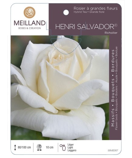 Rosier à grandes fleurs HENRI SALVADOR ® Richoilier