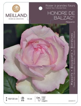 Rosier à grandes fleurs HONORÉ DE BALZAC ® Meiparnin