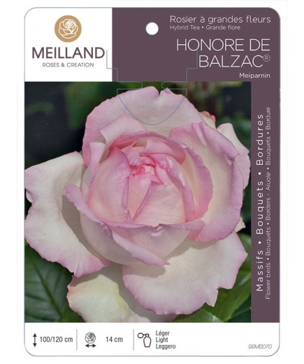 Rosier à grandes fleurs HONORÉ DE BALZAC ® Meiparnin