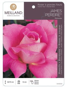 Rosier à grandes fleurs JAMES PEREIRE ® Meinorep